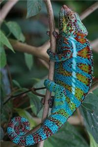 Panther Chameleon Journal