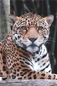 Jaguar Portrait Journal