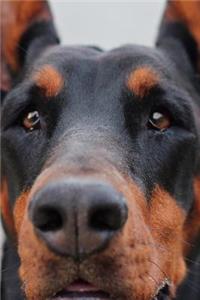 Black and Tan Doberman Dog Up Close Pet Portrait Journal