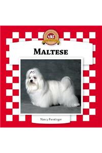 Maltese
