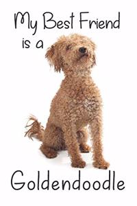 My best Friend is a Goldendoodle