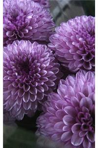 Lilac flower Journal