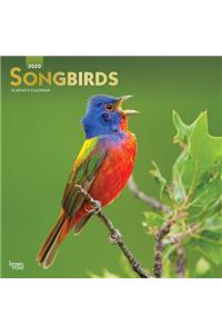 Songbirds 2020 Square Foil