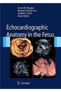 Echocardiographic Anatomy in the Fetus