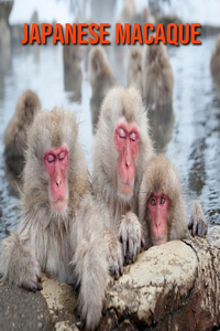 Japanese Macaque