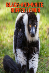 Black-and-White Ruffed Lemur