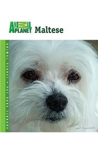 Maltese