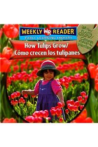 How Tulips Grow / Cómo Crecen Los Tulipanes