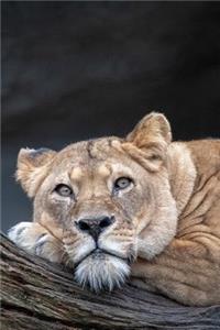 Resting Lioness Journal
