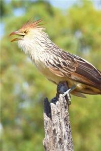 Guira Cuckoo Bird Journal