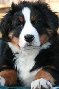 Bernese Mountain Dog Puppy Journal