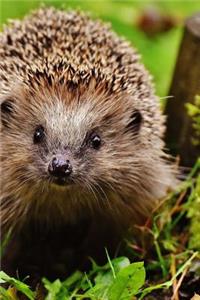Charming Little Hedgehog Hanging Out in the Garden Journal