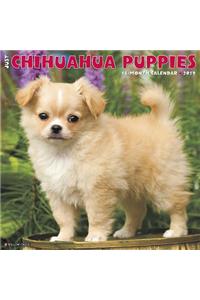 Just Chihuahua Puppies 2019 Wall Calendar (Dog Breed Calendar)