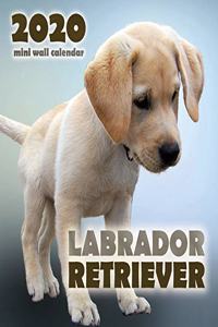 Labrador Retriever 2020 Mini Wall Calendar
