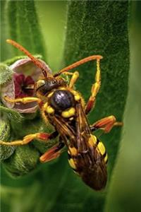 Insect Notebook
