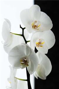 White Orchid Black and White Background Journal