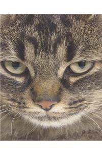 School Composition Book Serious Tiger Cat Photo 200 Pages