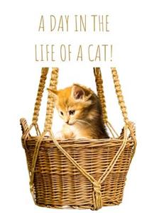 A Day in the Life of a Cat