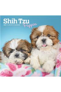Shih Tzu Puppies 2021 Mini 7x7