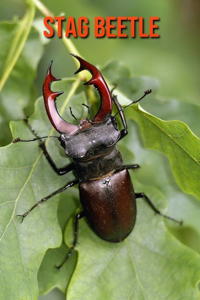 Stag Beetle