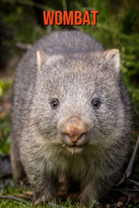 Wombat