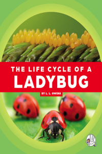 Life Cycle of a Ladybug
