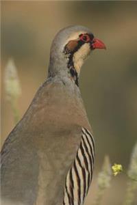 Chukar Bird Journal