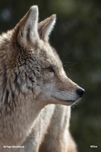 80 Page Coyote Sketchbook