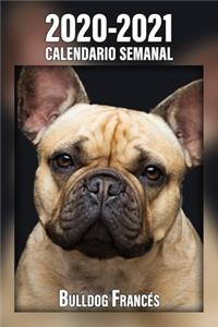 2020-2021 Calendario Semanal Bulldog Francés