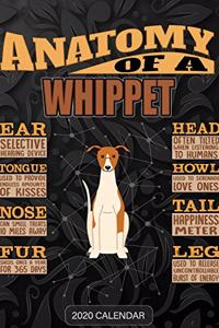 Anatomy Of A Whippet
