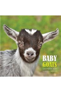 Baby Goats Calendar 2020