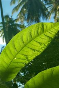 Sunlight on Bright Green Leaves Tropical Plant Journal