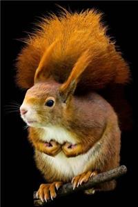 Squirrel Notebook