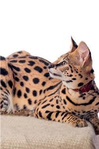 Serval Winter Notebook & Journal. Productivity Work Planner & Idea Notepad