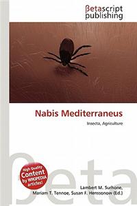 Nabis Mediterraneus