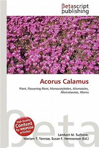 Acorus Calamus