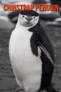 Chinstrap Penguin