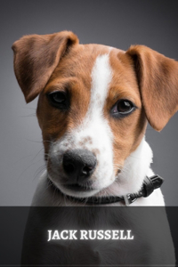 Jack Russell