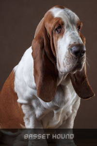 Basset Hound