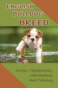 English Bulldog Breed