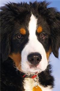 Bernese