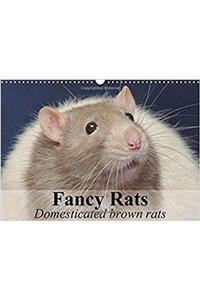 Fancy Rats Domesticated Brown Rats 2017