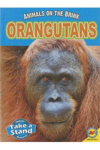 Orangutans