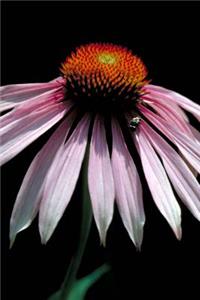 Pink Coneflower Journal