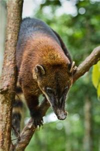 Coatimundi in a Tree in the Amazon Rainforest Journal