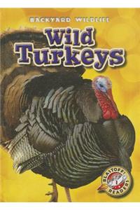 Wild Turkeys