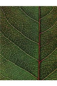 Leaf Veins Sketchbook