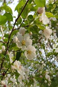 Springtime 2019 Daily Planner Nature Beauty Flowering Tree 384 Pages