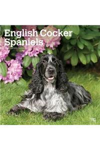 English Cocker Spaniels 2020 Square Btuk