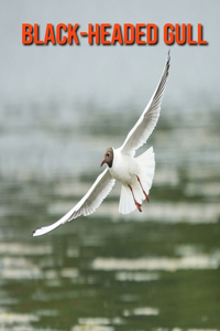 Black-Headed Gull